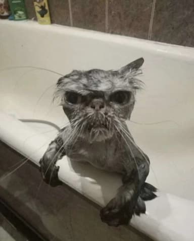 Wet cat